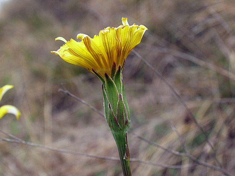 Scorzonera austriaca Willd. / Scorzonara barbuta